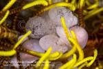 Crinoid Parasitic Snail egg hatching 4211 Cebu2014