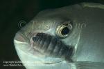 Surgeonfish 01tc w Parasite 6271 Ambon2015