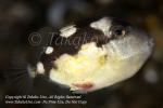 Triggerfish 06tc juv w Parasitic 8016 Alor2013