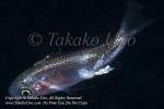 What 04tc Fish w Parasite OF 4277 Palau2015