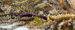 Pleurolidia juliae (1 purplish & 1 brownish) & eggs 9584 東北角2010
