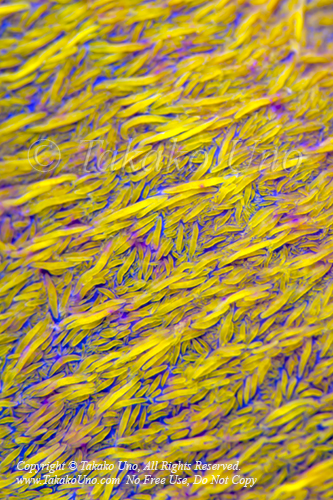 Coral 09tc2 Soft 4026 RedSea2010