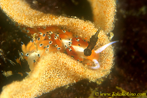 Favorinus tsuruganus 01dw 7mm eating Nudi eggs