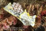 Bubble Shell, Micromelo undatus 9849 DongBeiJau2010