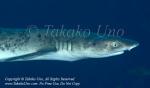 Shark 02tc White-tip Reef w skin disease 6727 RajaAmpat2014