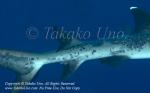 Shark 04tc White-tip Reef w skin disease 6730 RajaAmpat2014