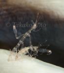Skeleton Shrimp 02tc2 mating 6151 Komodo2010