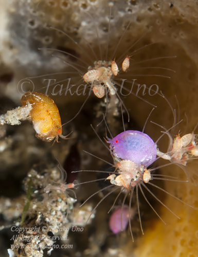 Isopod 06tc Lady Bugs & babies 5855 Komodo2010