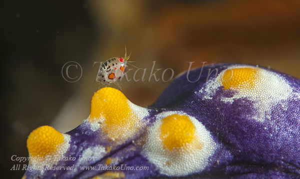 Isopod 07tc Lady Bug 5964 Komodo2010
