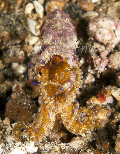 Octopus 53tc Blue-ringed mating 9718 Lembeh2010