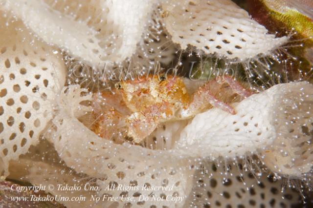 Crab 02tc in Bryozoan 3899 Tual Nov2019