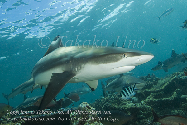 Black-tip Reef Shark 04t2c 0783