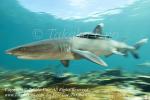 White-tip Reef Shark 01tc 1500