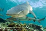 White-tip Reef Shark 08t 2148