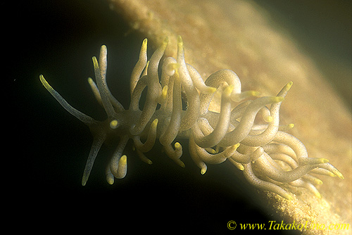 Phyllodesmium briareum 01 25mm dw