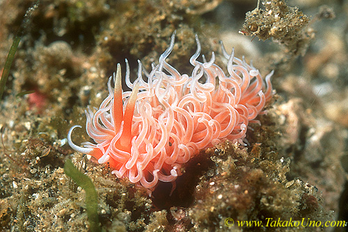 Phyllodesmium sp 07 or P serratum 12mm ls