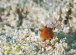 Frogfish 02tc Painted baby