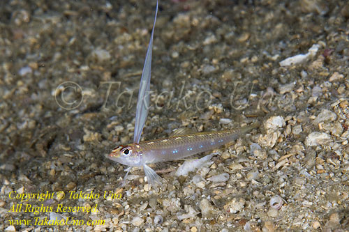 Pearly Signalfish 02tc male 1787