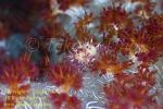 Crab 08tc Soft Coral, baby 1515