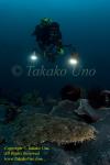 Wobbegong Shark 02t & diver