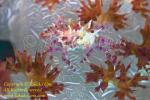 Crab 07tc Soft Coral 1513