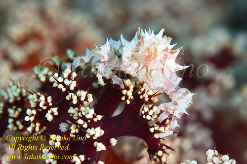 Crab 12tc Soft Coral 1641