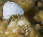 Crab 06tc Hermit in tunicate