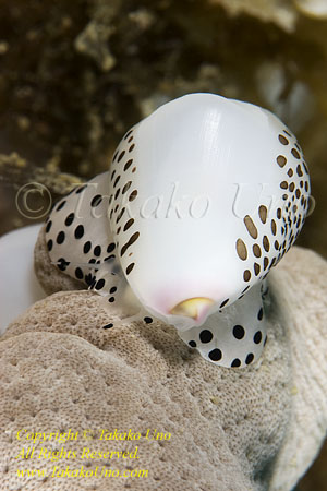 Cowry 03tc Allied, eating sponge 1619