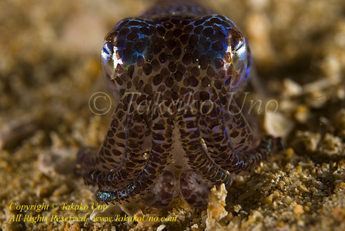 Bobtail Squid 01t 0778 copy