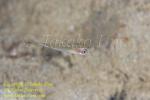 Goby 22tcc Lined daryfish yg? 1731