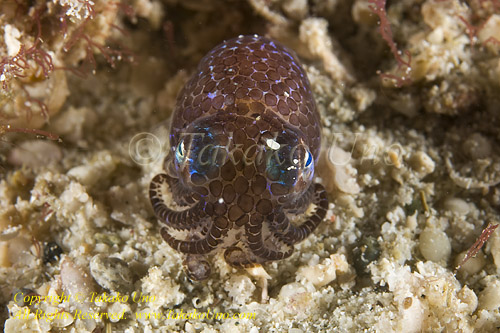 Bobtail Squid 04tc 1042
