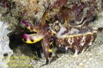 Hanaika 01tc Flamboyant Cuttlefish 1866