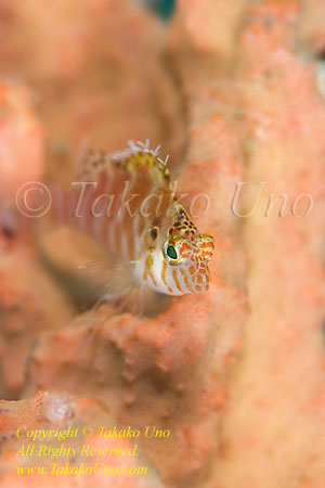 Hawkfish 05tc 1569