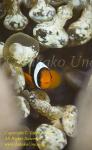 Nemo 01tc Clarkii baby 1769