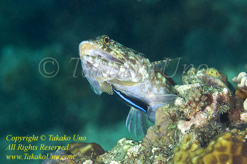 Wrasse 09tc Cleaner, cleaning Lizardfish