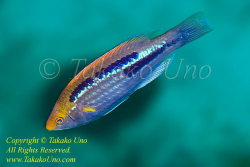 Wrasse 03tc male 1676