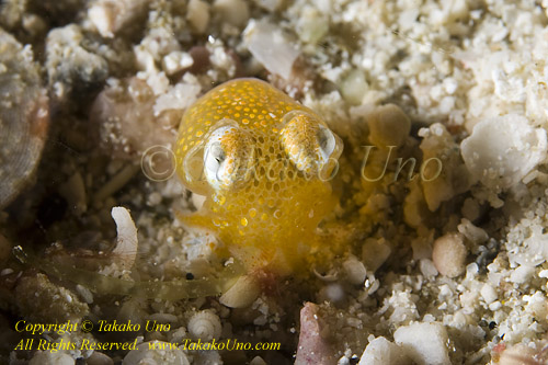 Bobtail Squid 05tc 1055