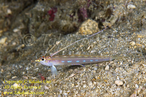 Pearly Signalfish 05tc male 1856