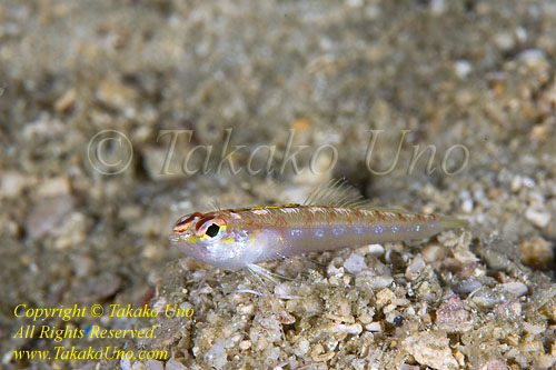 Pearly Signalfish 03tc female 17