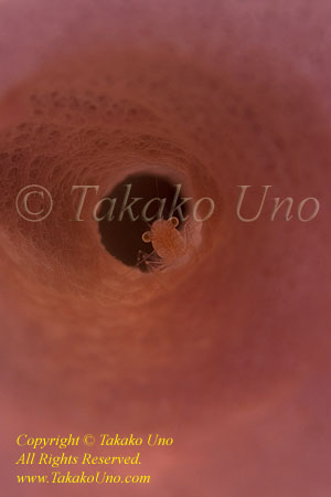 Shrimp 05tc 2506 クシノハカクレエビ