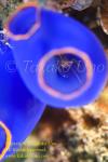 Shrimp 14tc Commensal in tunicate 1573