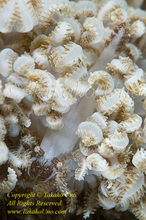 Shrimp 03tc Xenia Coral Mimic