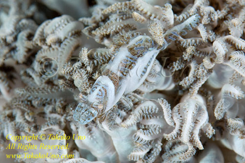 Shrimp 01tc Xenia Coral Mimic