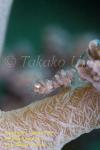 Shrimp 12tc Soft Coral Commensal