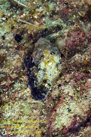 Octopus 01tc unidentified 1552