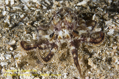 Octopus 03tc Marbled 0767