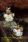 Harlequin Shrimp 10tc Hymenocera elegans 3770
