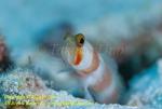 Goby 01t 2894 オーロラゴビー