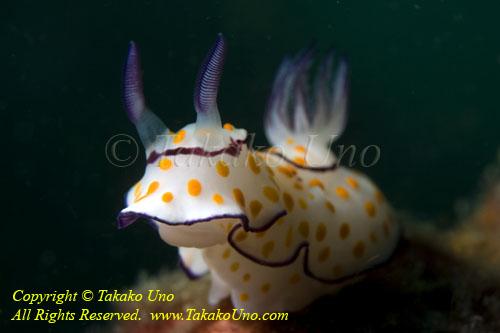 Nudi 65tc Ringed Chromodoris 3955 copy