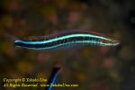 Blenny 06tc 4181 copy